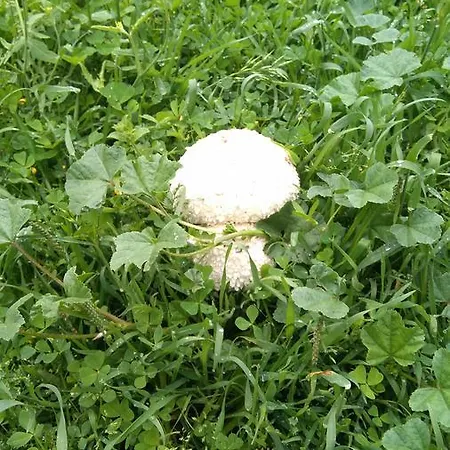 Termes Montejo de Tiermes